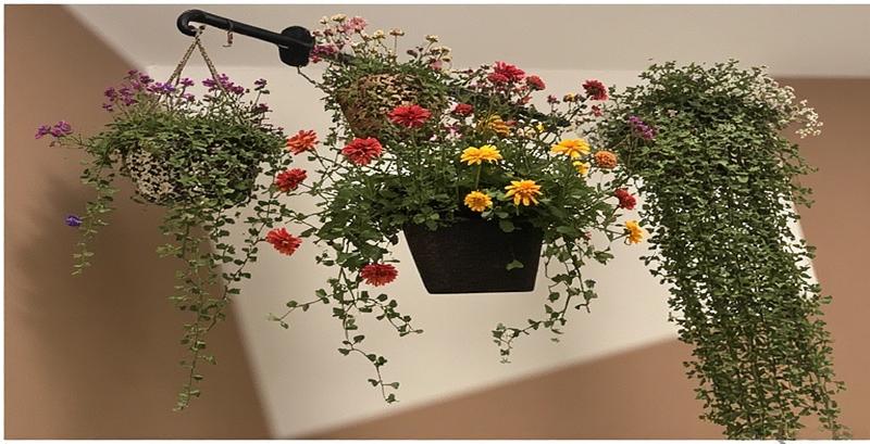 Lush Greenery and Flowers