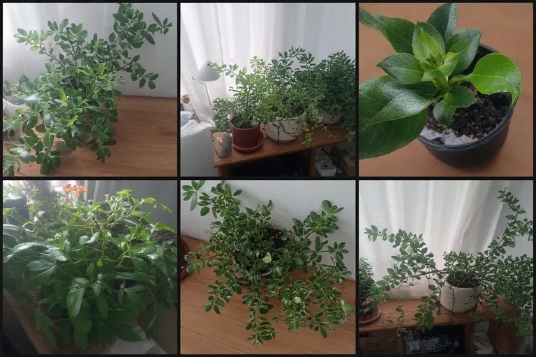 Add Greenery and Natural Elements