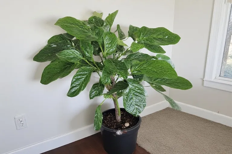 Fiddle Leaf Fig