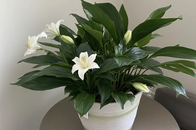 Peace Lily