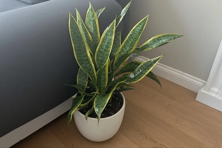 Snake Plant (Sansevieria)