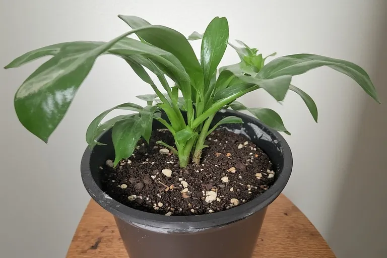 ZZ Plant (Zamioculcas Zamiifolia)